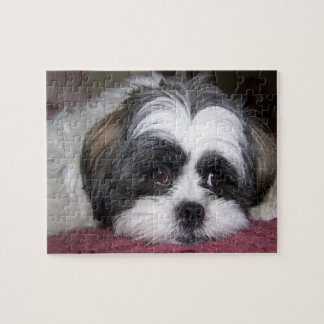 Shih Tzu Dog Jigsaw Puzzle