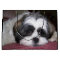 Shih Tzu Dog