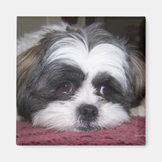 Shih Tzu Dog Magnet