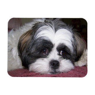Shih Tzu Dog Magnet