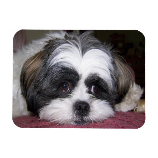 Shih Tzu Dog Magnet