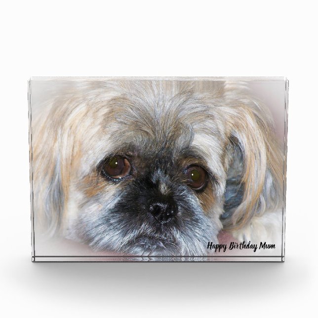 Shih Tzu Dog Photo Block (Front)