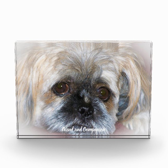 Shih Tzu Dog. Photo Block (Front)