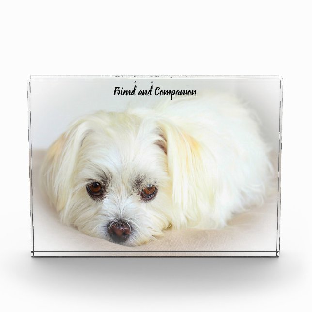 Shih Tzu Dog. Photo Block (Front)