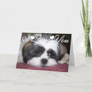 Shih Tzu Dog Photo Image I Love You Card