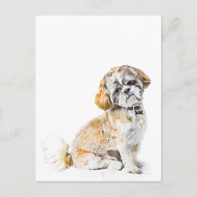 Shih Tzu Dog Postcard (Front)