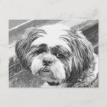 SHIH TZU DOG POSTCARD