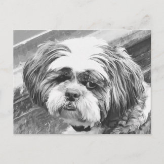 SHIH TZU DOG POSTCARD