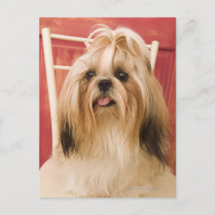 Shih-tzu dog postcard
