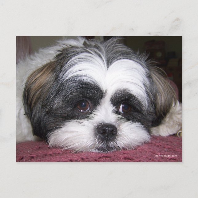 Shih Tzu Dog Postcard (Front)