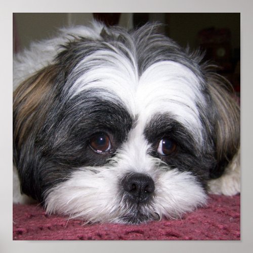 Shih Tzu Dog Poster