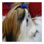 Shih Tzu Dog Poster