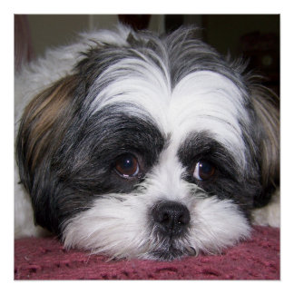 Shih Tzu Posters | Zazzle