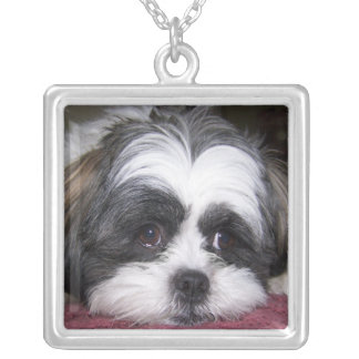 Shih Tzu Dog Silver Plated Necklace