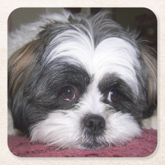 Shih Tzu Dog Square Paper Coaster