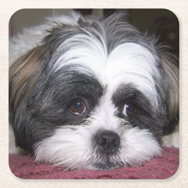 Shih Tzu Dog Square Paper Coaster (Front)