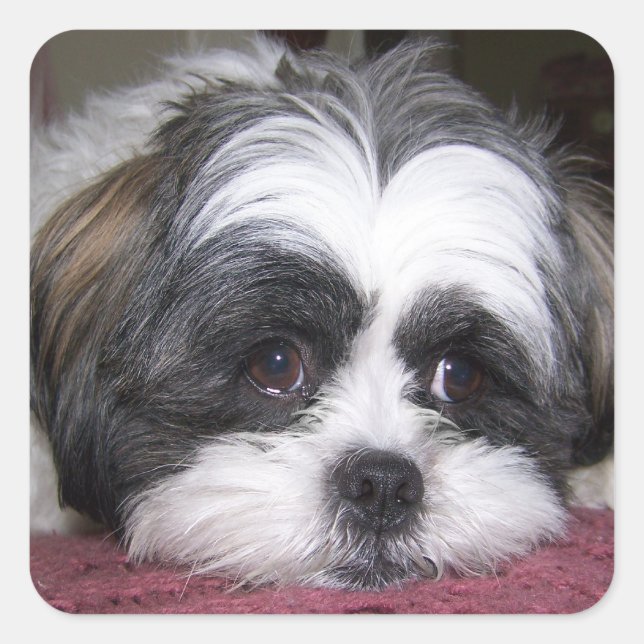 Shih Tzu Dog Square Sticker (Front)