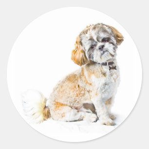 Shih Tzu Dog Stickers