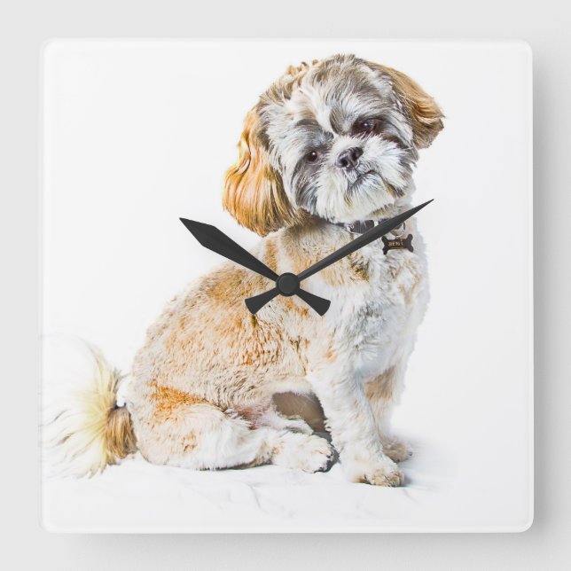 Shih Tzu Dog Wall Clock (Front)