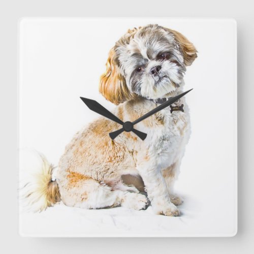 Shih Tzu Dog Wall Clock