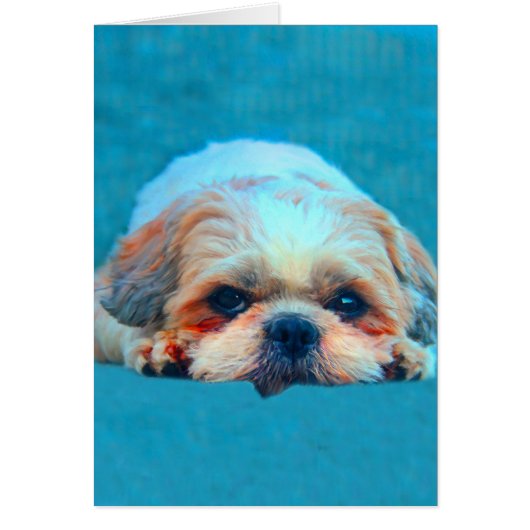 Shih Tzu Dog Water color art Portrait (Front)