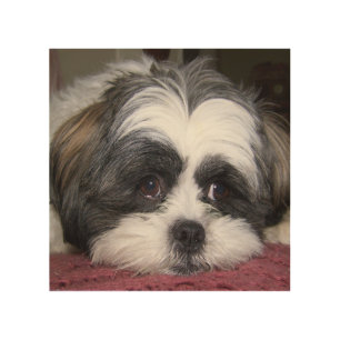 Shih Tzu Dog Wood Wall Decor