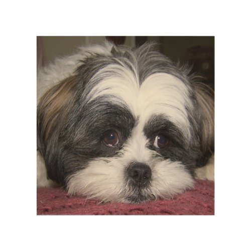 Shih Tzu Dog Wood Wall Decor