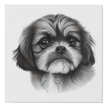 Shih Tzu Drawing
