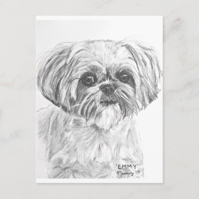 Shih Tzu Drawing Postcard (Front)
