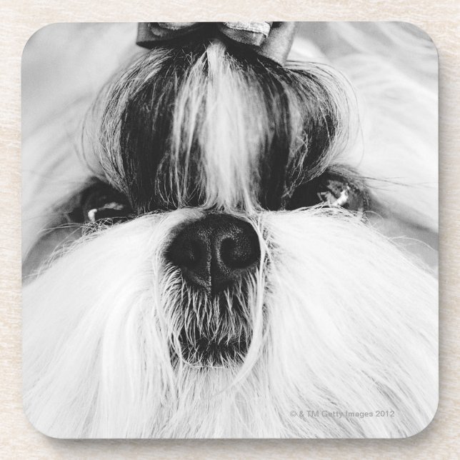 Shih Tzu Drink Coaster (Front)