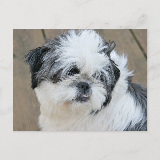 shih tzu face postcard (Front)