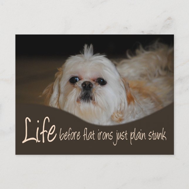 Shih Tzu Flat Iron Hair Humor Postcard (Front)