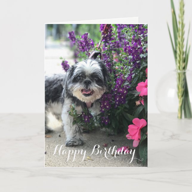 Shih Tzu Girl Birthday Greeting Card (Front)