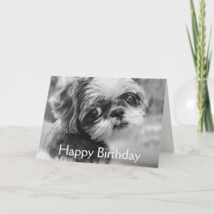Shih Tzu Girl Black and White Greeting Card