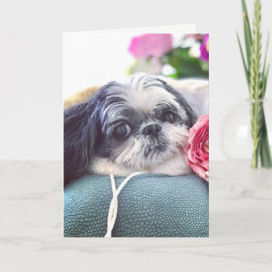 Shih Tzu Girl Blank Greeting Card