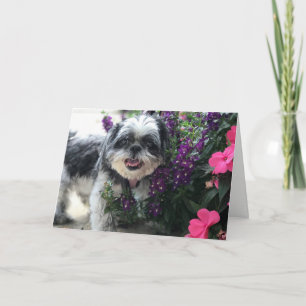 Shih Tzu Girl Greeting Card