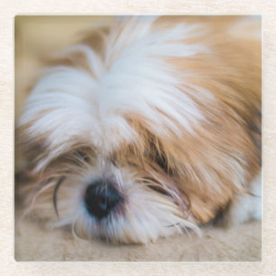 Shih Tzu Glass Coaster