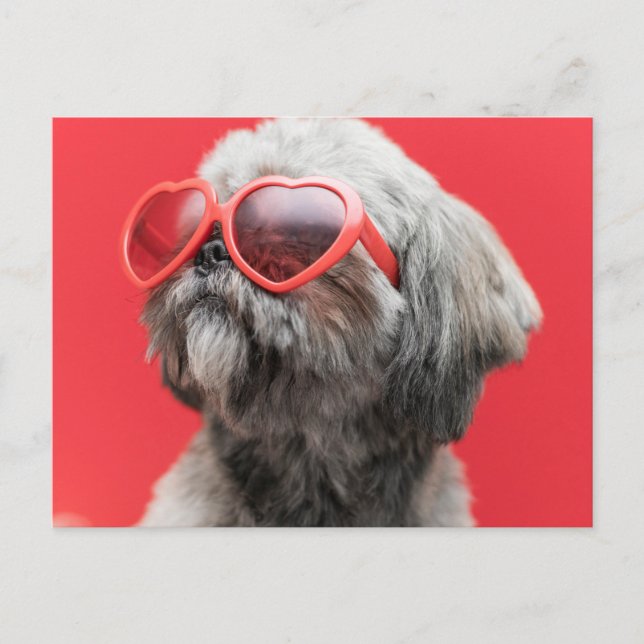 Shih Tzu Greetings Postcard (Front)