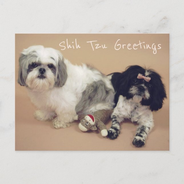 Shih Tzu Greetings Postcard (Front)