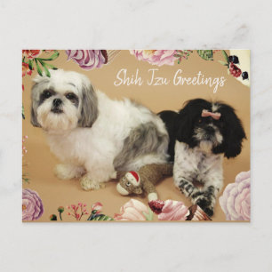 Shih Tzu Greetings Postcard