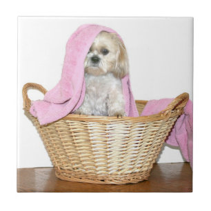Shih Tzu in laundry basket Ceramic Tile