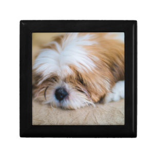 Shih Tzu Jewelry Box