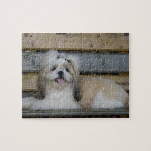 Shih Tzu Jigsaw Puzzle