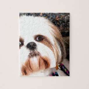 Shih Tzu Jigsaw Puzzle