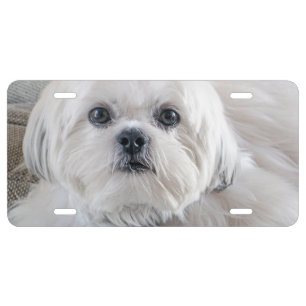Shih Tzu License Plate