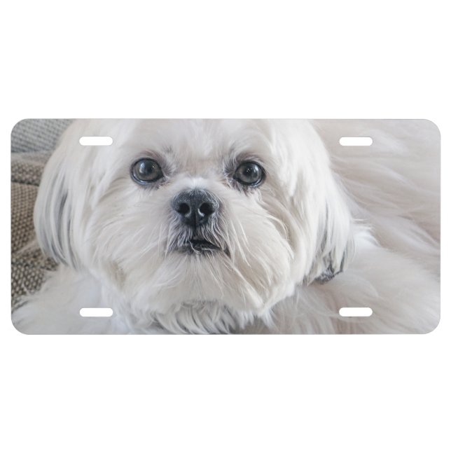 Shih Tzu License Plate (Front)