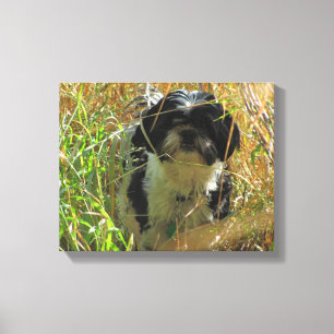 Shih Tzu Lion dog in tall grass Canvas Print