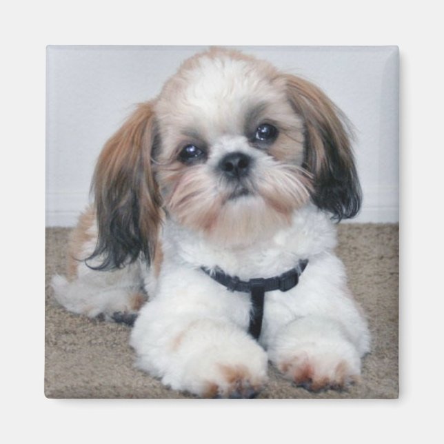 Shih Tzu Magnet (Front)