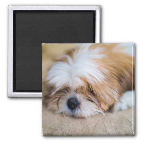 Shih Tzu Magnet