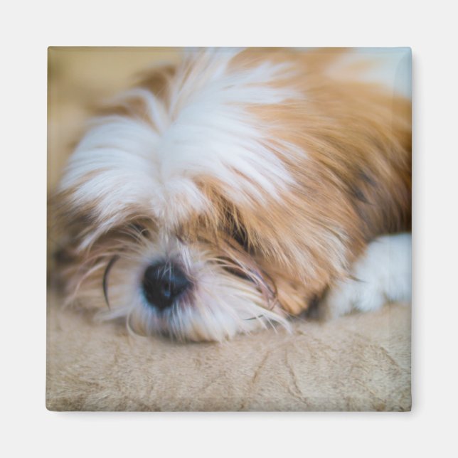 Shih Tzu Magnet (Front)
